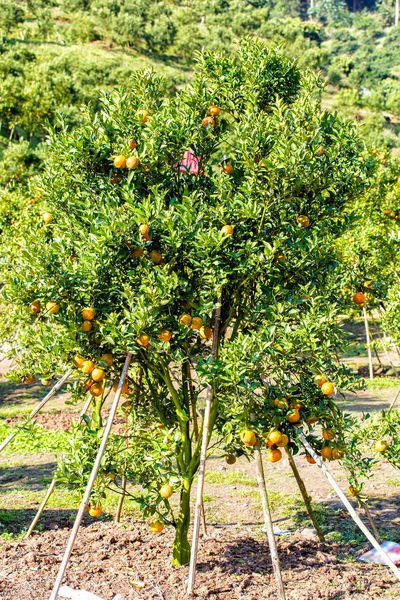 Drzewko pomarańczowe - Orange Farm w dzielnicy fang Chiang Mai, Tajlandia — Zdjęcie stockowe