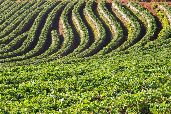 Linje och form mönster strawberry trädgård, Visa av morgondimman på doi angkhang Mountain, Chiang Mai, Thailand — Stockfoto