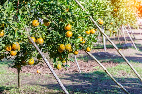 Drzewko pomarańczowe - Orange Farm w dzielnicy fang Chiang Mai, Tajlandia — Zdjęcie stockowe