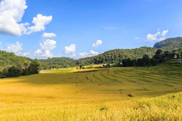 Zöld teraszos rizs mező Mae Klang Luang, Mae Chaem, Chiang Mai, Thaiföld — Stock Fotó