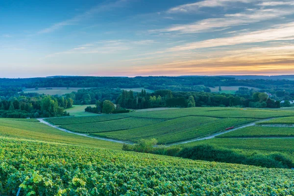 Champagne Vineyards at sunset, Montagne de Reims, Francia —  Fotos de Stock