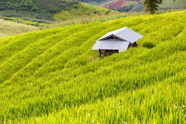 Zelené terasové rýžové pole v Pa Pong Pieng, Mae Chaem, Chiang Mai, Thajsko — Stock fotografie