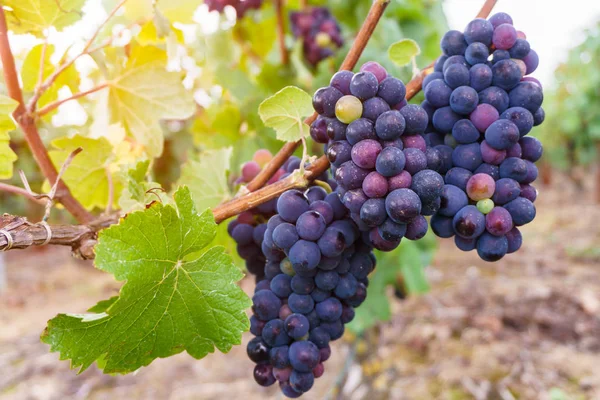 Крупним планом Садженці винограду в регіон шампанського в осінній урожай, Реймс, Франція — стокове фото