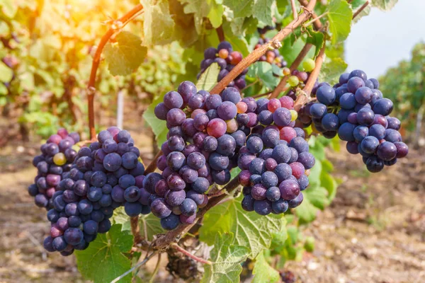 Chiudere le uve nella regione dello champagne nella vendemmia autunnale, Reims, Francia — Foto Stock