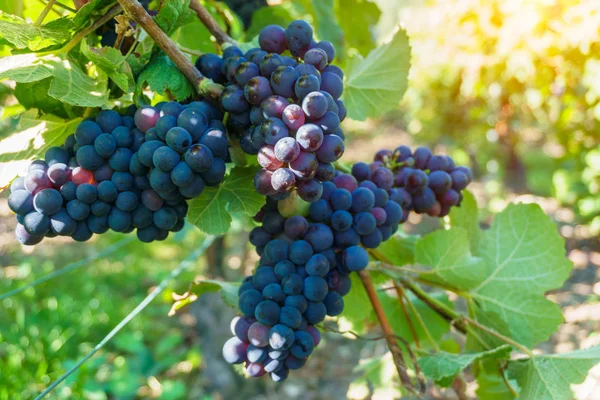 Fermez les vignes dans la région champenoise à la récolte d'automne, Reims, France — Photo