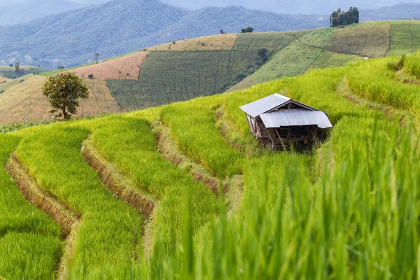 Zelené terasové rýžové pole v Pa Pong Pieng, Mae Chaem, Chiang Mai, Thajsko — Stock fotografie