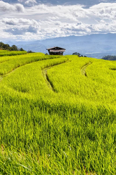 Zelené terasové rýžové pole v Pa Pong Pieng, Mae Chaem, Chiang Mai, Thajsko — Stock fotografie