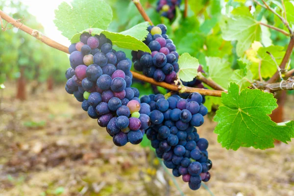 Крупним планом Садженці винограду в регіон шампанського в осінній урожай, Реймс, Франція — стокове фото