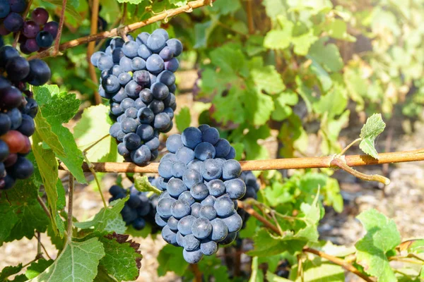 Cierre de uvas de vid en la región de champán en otoño cosecha, Reims, Francia —  Fotos de Stock