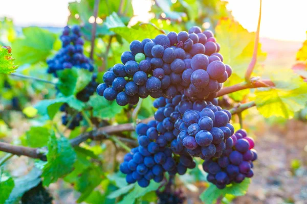 Fechar as uvas de videira na região do champanhe na colheita de outono, Reims, França — Fotografia de Stock
