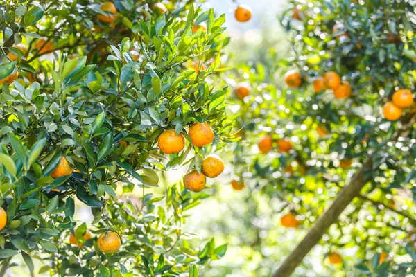 Drzewko pomarańczowe - Orange Farm w dzielnicy fang Chiang Mai, Tajlandia — Zdjęcie stockowe