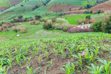 Güzel pirinç tarlaları Pa Pong Pieng, Mae Chaem, Chiang Mai, Tayland