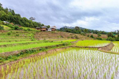 Pa Pong Pieng 'deki Yeşil Teraslı Pirinç Tarlası Mae Chaem, Chiang Mai, Tayland