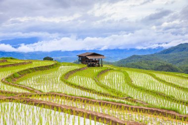 Pa Pong Pieng 'deki Yeşil Teraslı Pirinç Tarlası Mae Chaem, Chiang Mai, Tayland