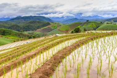 Pa Pong Pieng 'deki Yeşil Teraslı Pirinç Tarlası Mae Chaem, Chiang Mai, Tayland
