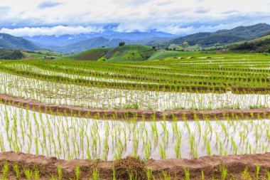 Pa Pong Pieng 'deki Yeşil Teraslı Pirinç Tarlası Mae Chaem, Chiang Mai, Tayland