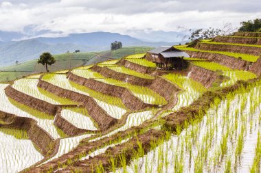 Pa Pong Pieng 'deki Yeşil Teraslı Pirinç Tarlası Mae Chaem, Chiang Mai, Tayland