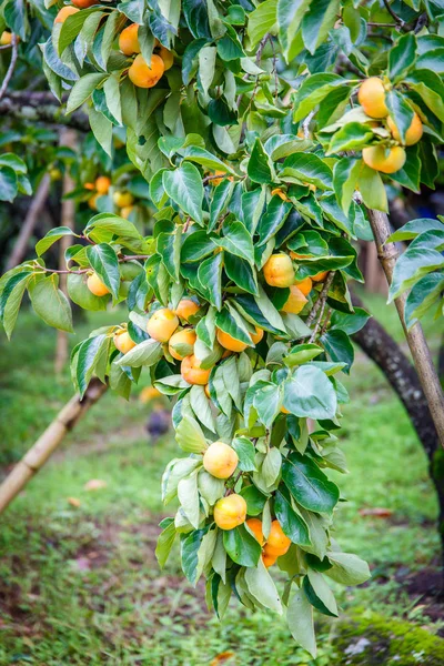 Persimmon, niedojrzałe fuyu persimmon wcześnie w sezonie & świeża zieleń liści w Chiang Mai, Tajlandia — Zdjęcie stockowe