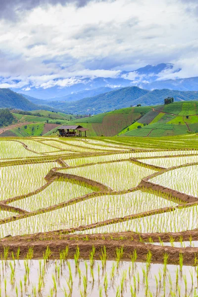 Beautiful rice fields in Pa Pong Pieng , Mae Chaem, Chiang Mai, Thailand — Stock Photo, Image