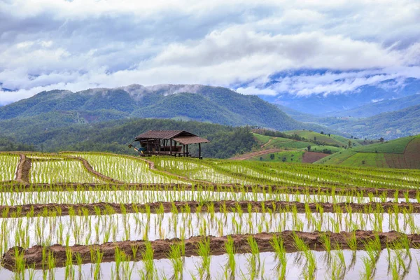 Green Terraced Rice Field in Pa Pong Pieng , Mae Chaem, Chiang Mai, Thailand — Stock Photo, Image