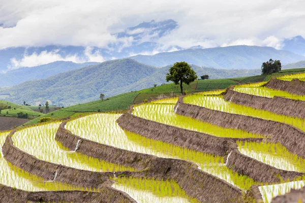 Green Terraced Rice Field in Pa Pong Pieng , Mae Chaem, Chiang Mai, Thailand — Stock Photo, Image