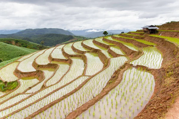 Green Terraced Rice Field en Pa Pong Pieng, Mae Chaem, Chiang Mai, Tailandia —  Fotos de Stock
