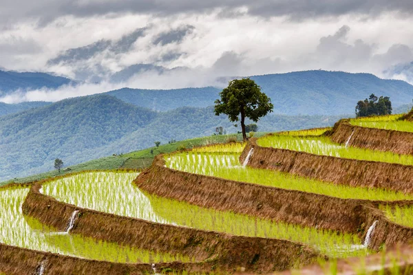 Green Terraced Rice Field in Pa Pong Pieng , Mae Chaem, Chiang Mai, Thailand — Stock Photo, Image