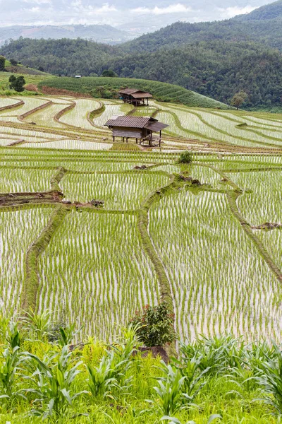 Green Terraced Rice Field in Pa Pong Pieng , Mae Chaem, Chiang Mai, Thailand — Stock Photo, Image