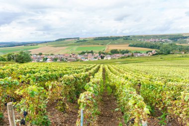 Satır şampanya üzüm bağları, gün batımı Montagne de Reims, Fransa