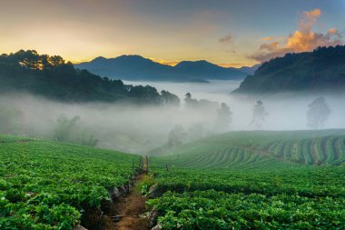 Puslu sabah gündoğumu çilek bahçesinde, görünümü sabah sis DOI angkhang Mountain, Chiang Mai, Tayland