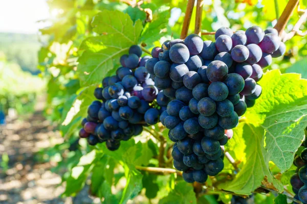 Fermez les vignes dans la région champenoise à la récolte d'automne, Reims, France — Photo