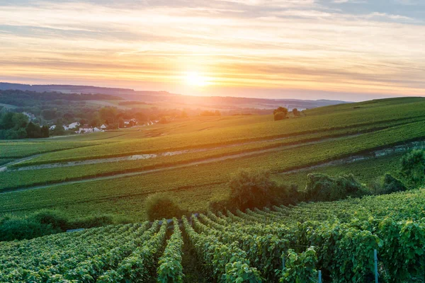 Champagne Vigneti al tramonto Montagne de Reims, Francia — Foto Stock