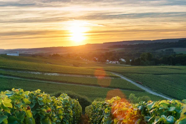 Champagne Vigneti al tramonto Montagne de Reims, Francia — Foto Stock