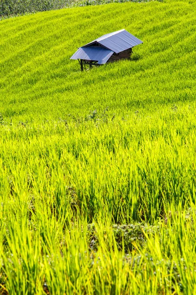 Zelené terasovité rýžové pole v pa pong piang, Chiang Mai, Thajsko — Stock fotografie