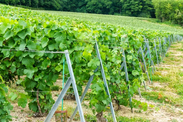 Paisaje escénico en el Champagne, Viñedos en el Montagne de Reims, Francia —  Fotos de Stock