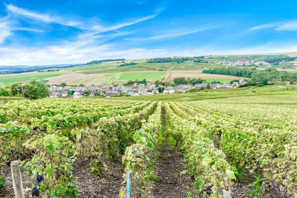 Paisaje escénico en el Champagne, Viñedos en el Montagne de Reims, Francia — Foto de Stock