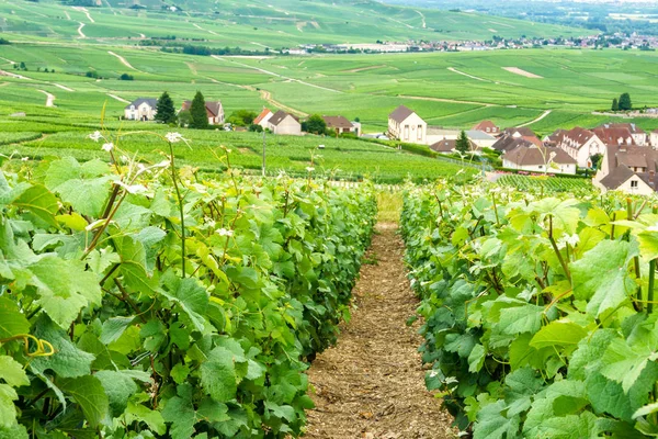 Paisaje escénico en el Champagne, Viñedos en el Montagne de Reims, Francia —  Fotos de Stock