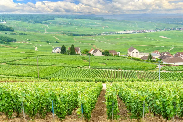 Paisaje escénico en el Champagne, Viñedos en el Montagne de Reims, Francia — Foto de Stock