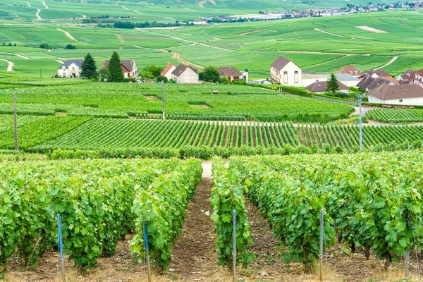 Paisaje escénico en el Champagne, Viñedos en el Montagne de Reims, Francia —  Fotos de Stock