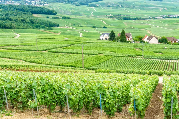 Paisaje escénico en el Champagne, Viñedos en el Montagne de Reims, Francia —  Fotos de Stock