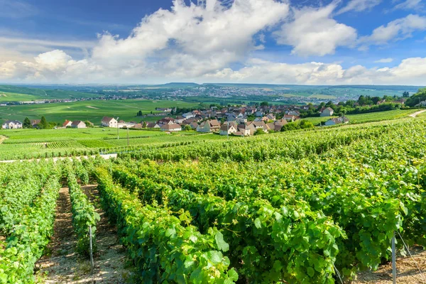 Doğal manzara şampanyanın, üzüm bağları Montagne de Reims, Fransa