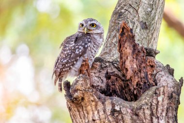 Benekli owlet veya athene brama kuş kapat