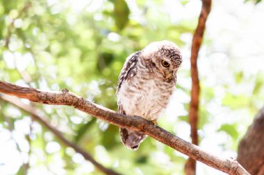 Benekli owlet Athene brama yuva ağacında içi boş.
