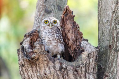 Benekli owlet Athene brama yuva ağacında içi boş.