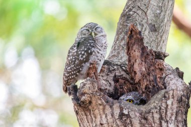Benekli owlet Athene brama yuva ağacında içi boş.