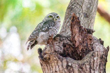 Benekli owlet Athene brama yuva ağacında içi boş.