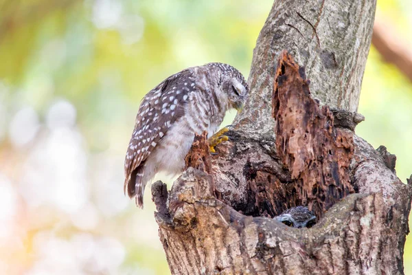 Nahaufnahme von Fleckkauz oder athene brama Vogel, der auf dem Baum schläft. — Stockfoto