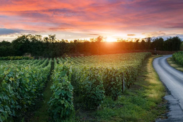 Champagne Vineyards at sunset Montagne de Reims, Francia —  Fotos de Stock