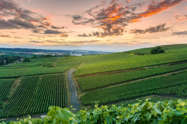 Champagne Vineyards at sunset Montagne de Reims, Francia —  Fotos de Stock