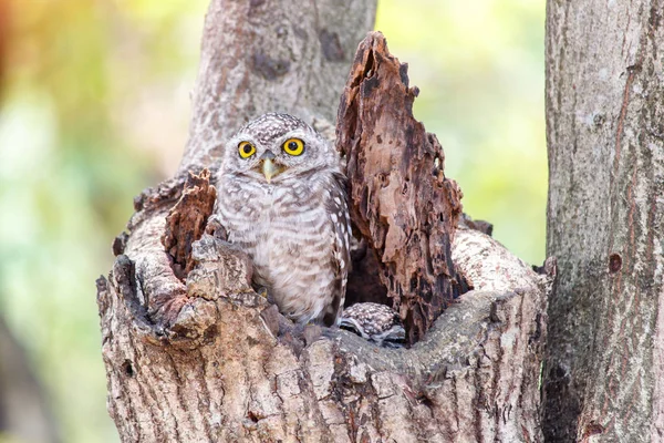 Close up van gevlekte owlet of athene brama vogel. — Stockfoto